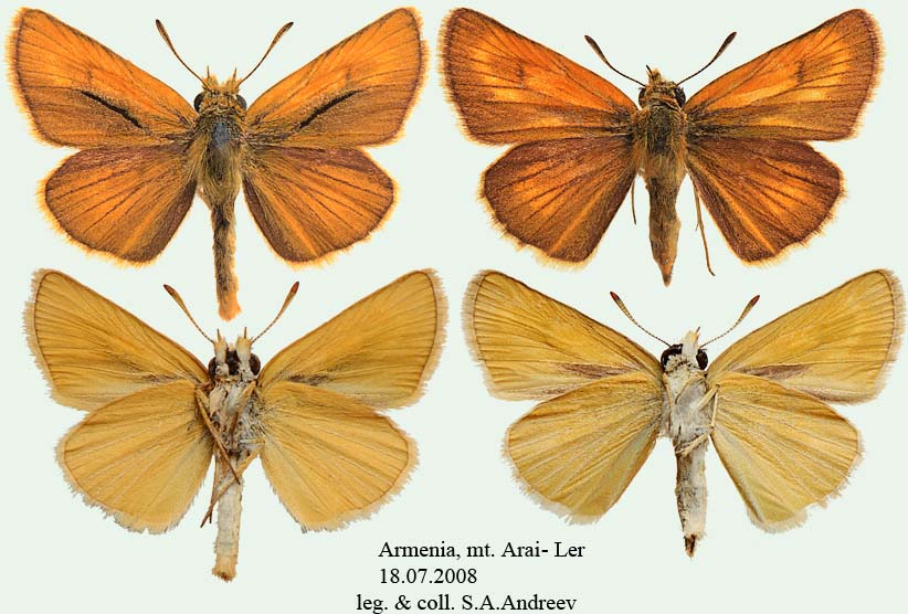 Thymelicus acteon